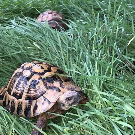 别墅 Elli's 培拉特